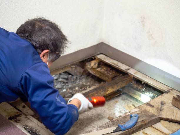 Best Industrial Mold Remediation in Holgate, OH