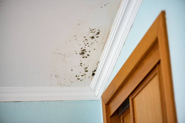 Best Emergency Mold Remediation in Holgate, OH