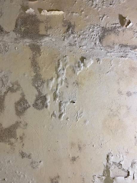 Best Localized Mold Remediation (e.g., coastal areas, humid climates) in Holgate, OH